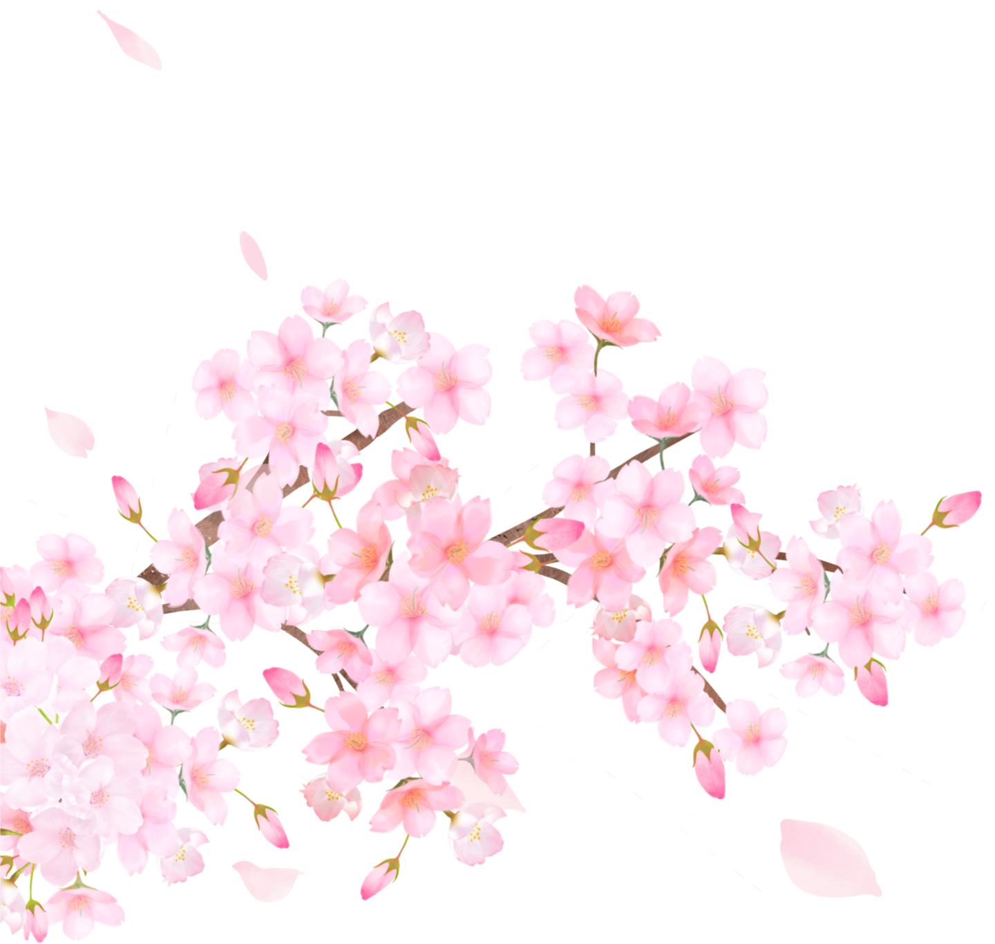 ADERIA_桜